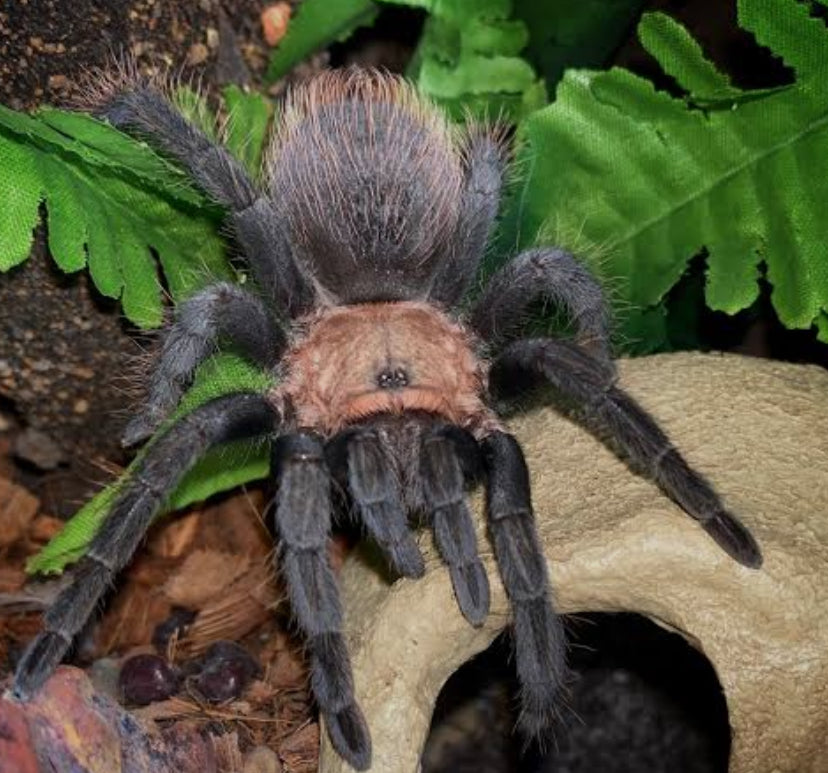 Aphonopelma caniceps(Mexican black).75”