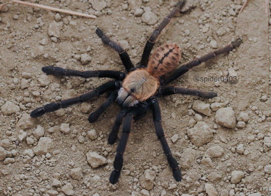 Cyriopagopus sp 'Nhen Dep' (Nhen Dep Earth Tiger) 1"