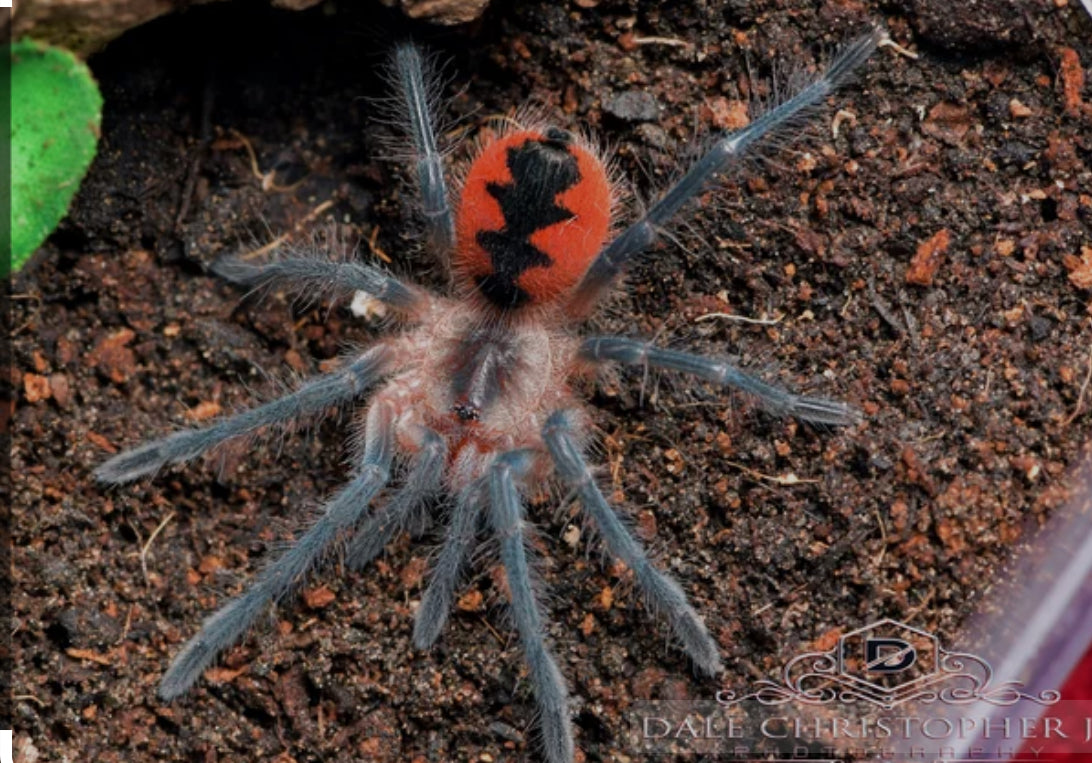 Pamphobeteus sp. cascada 1”
