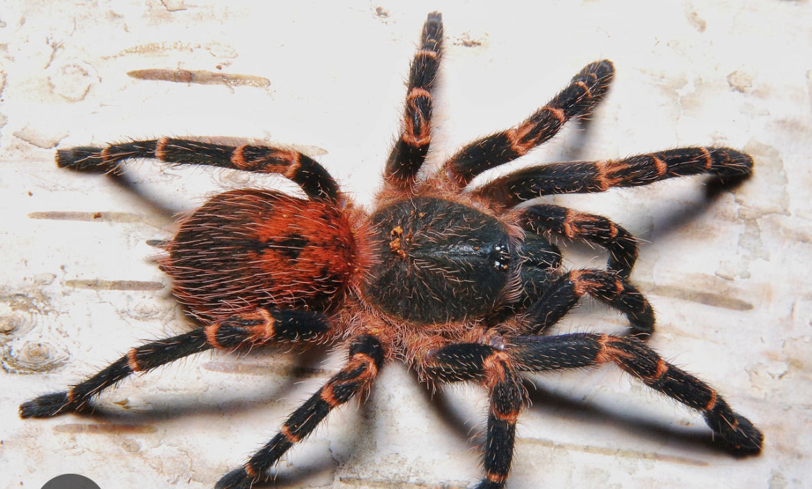 Neischnocolus sp Panama ( Gold Banded Sunburst Dwarf).25-.5”