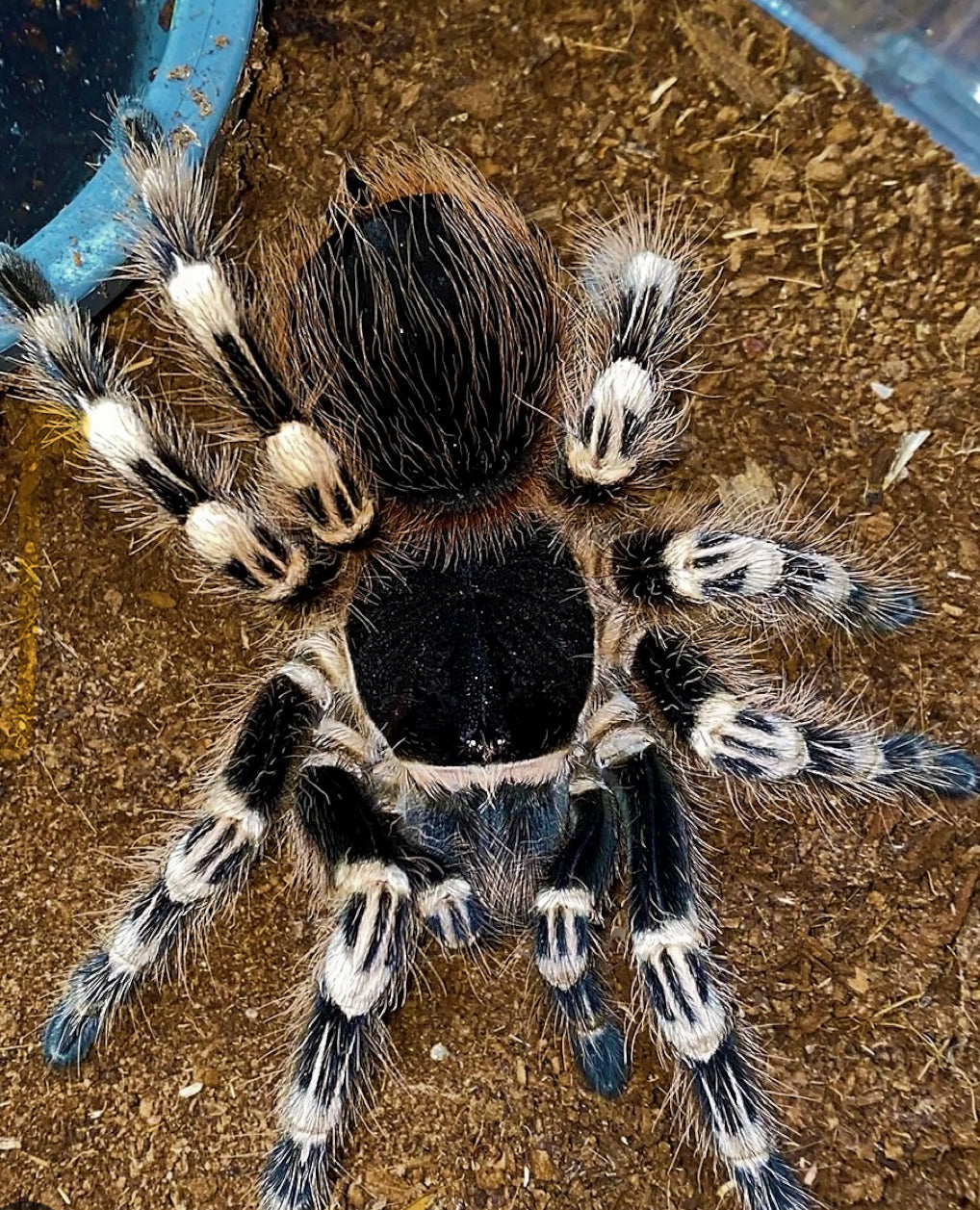 Acanthoscurria geniculata (Brazilian Giant White-Knee).25”