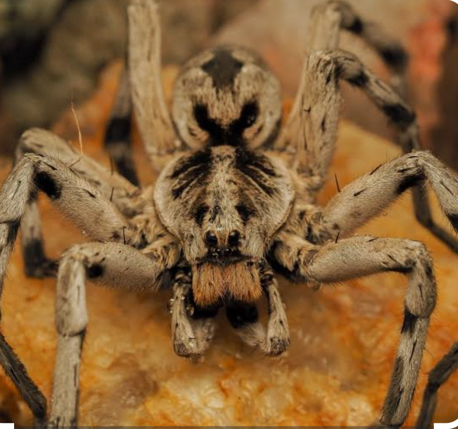 Hogna carolinensis (Carolina wolf spider).5”freebie over 75$