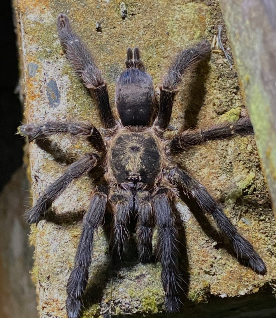 Tapinauchenius plumipes (Violet Tree Spider) 0.5"