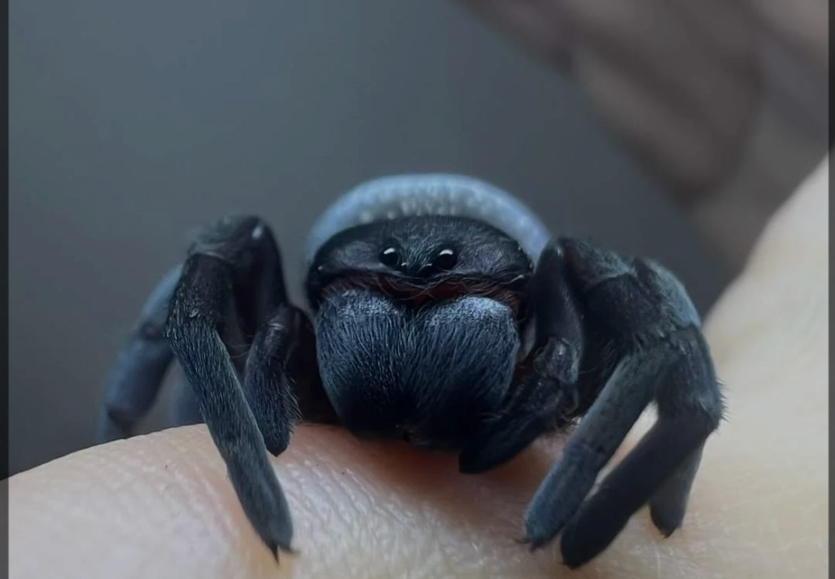 Eresus sp blue sidi ifni (Moroccan blue velvet).75”