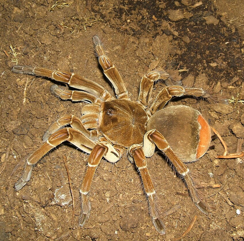 Theraphosa stirmi(Burgundy goliath bird eater) 6” female 5” male pair