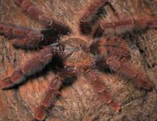 Phormingochilus sp sabah red (crimson purple bat eater).75” rare