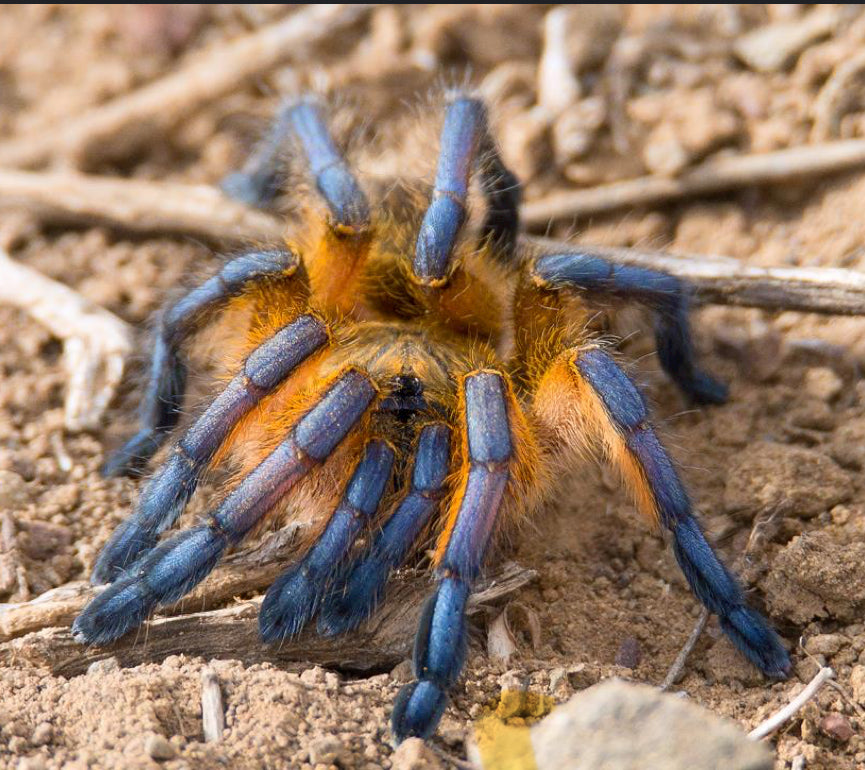 Harapactria pulchripes (Golden blue leg baboon).75”