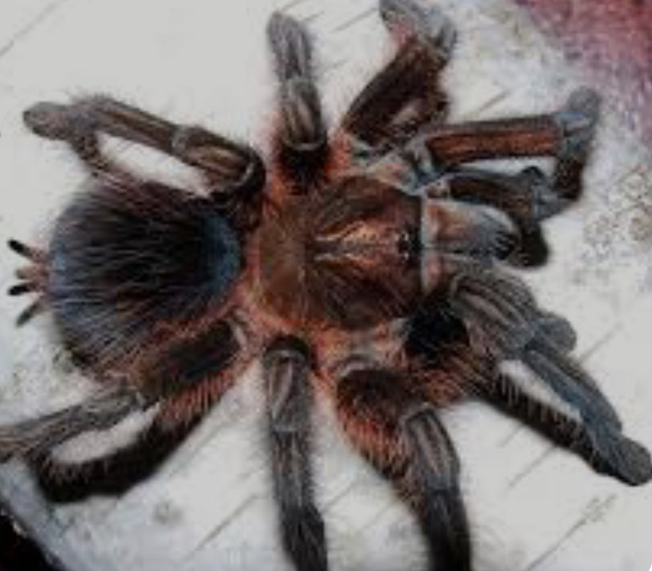 Phormictopus sp 'Oriente' (Punta Cana) 0.75"