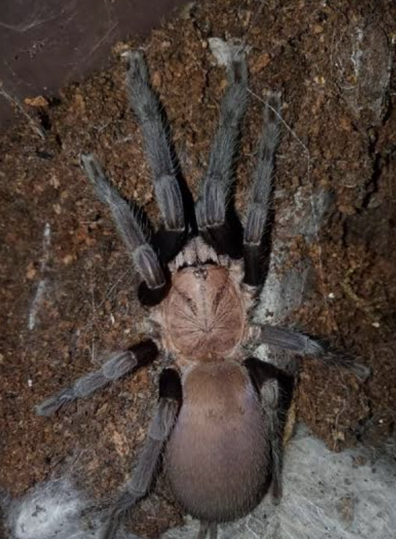 Selenocosmiinae sp kordillera