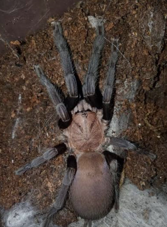 Selenocosmiinae sp kordillera