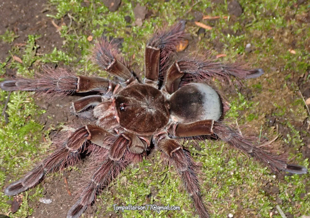 Theraphosa blondi (Goliath birdeater)1-2”