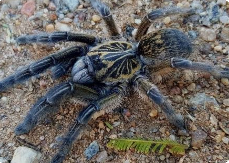 Ceratogryus meridionalis (Zimbabwe Grey Baboon) .5-.75”