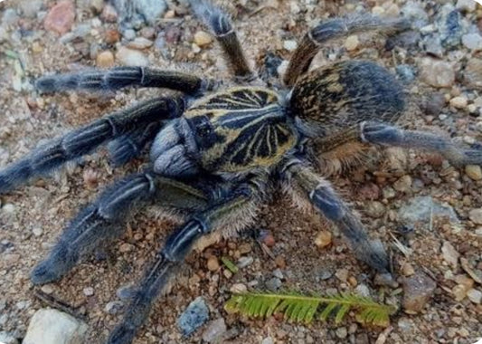 Ceratogryus meridionalis (Zimbabwe Grey Baboon) .5-.75”