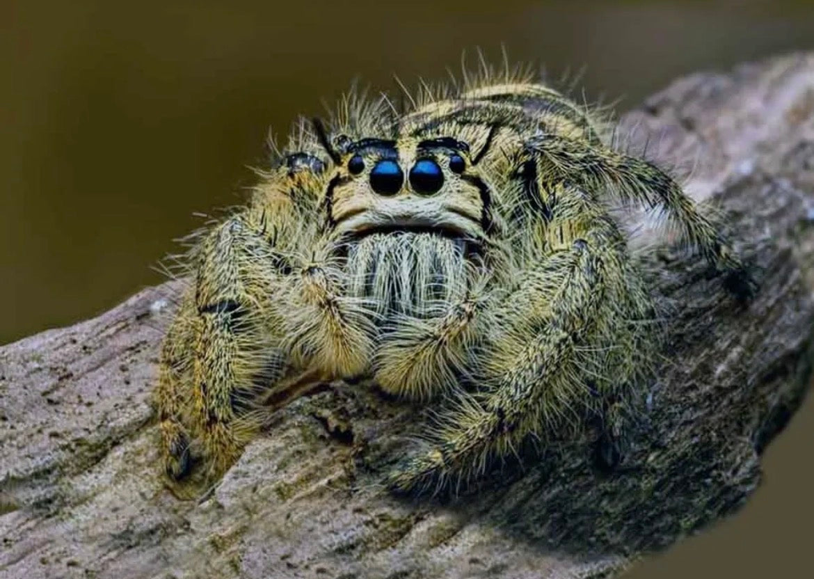 Hyllus diardi (Giant Jumping Spider) 1” female