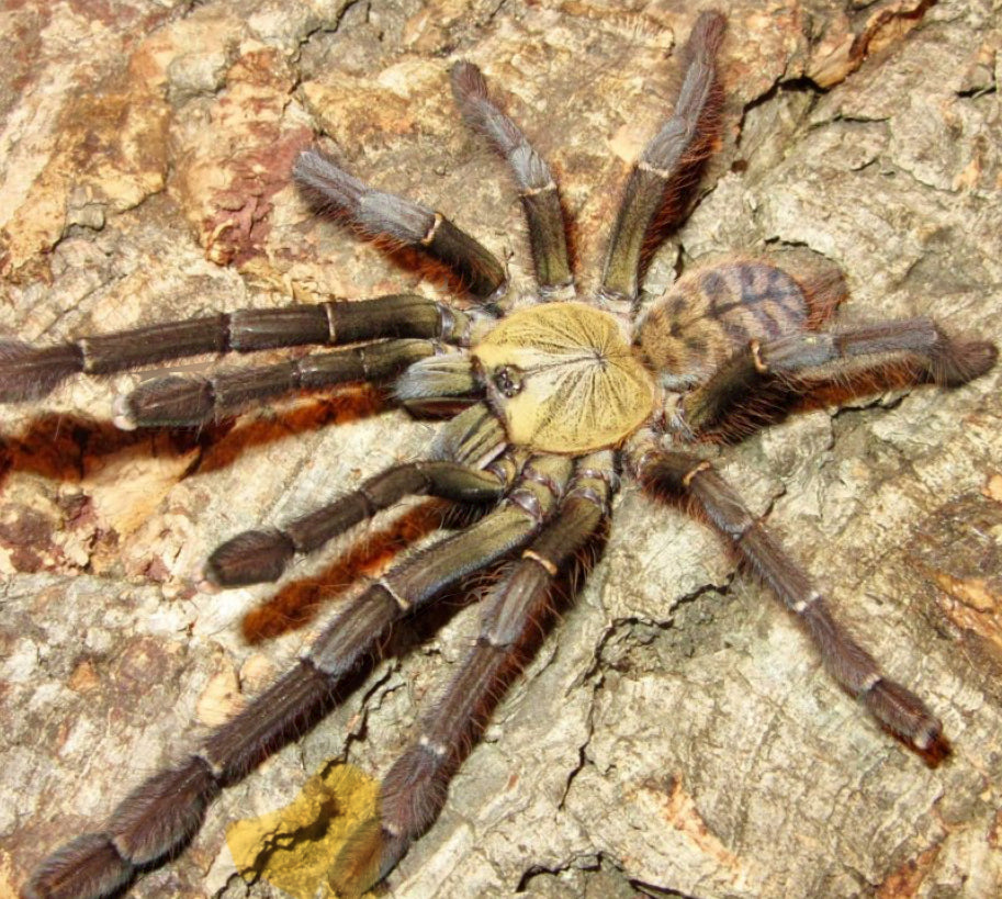 Phormingochilus Sp Akcaya.75”