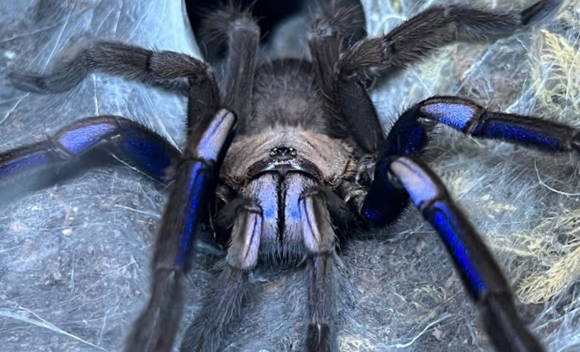 Chilobrachys natanicharum (Electric blue).75”