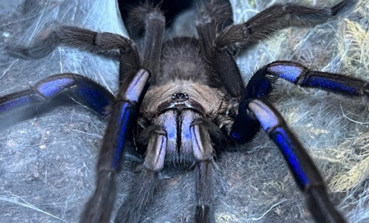Chilobrachys natanicharum (Electric blue).75”