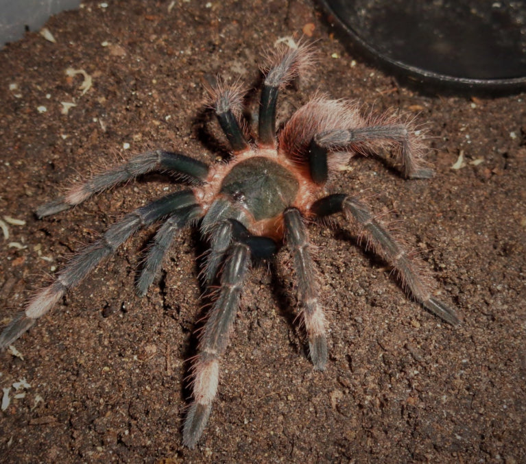 Sericopelma sp santa catalina bird eater 1.5”