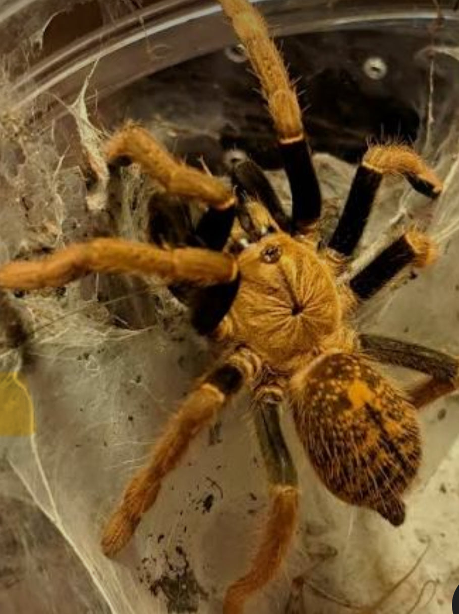 Encyocratella olivacea(Black & gold baboon).5”