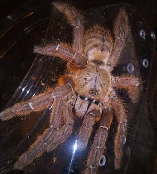 Aspinochilus rufus (Peach earth tiger).75”