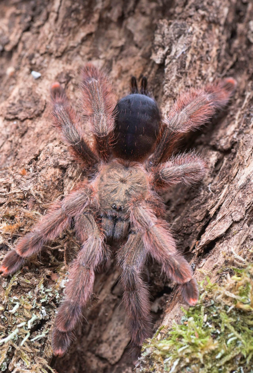 Psalmopoeus emeraldus (Emerald chevron)1”