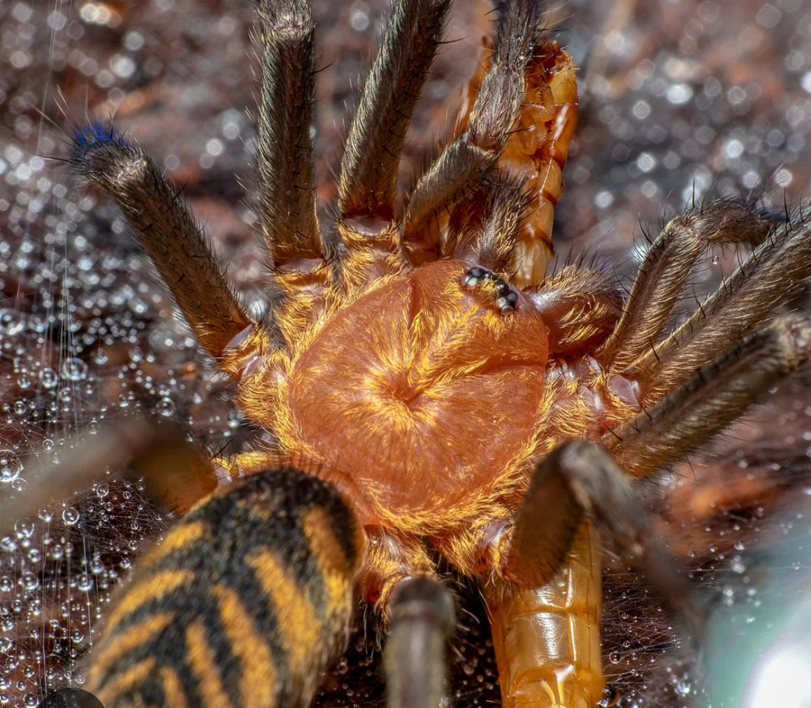 Linothele fallax ( Tiger curtain web).5”