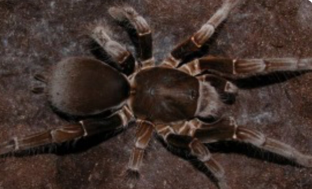 Hysterocrates gigas (Cameroon Red Baboon) .5-.75”