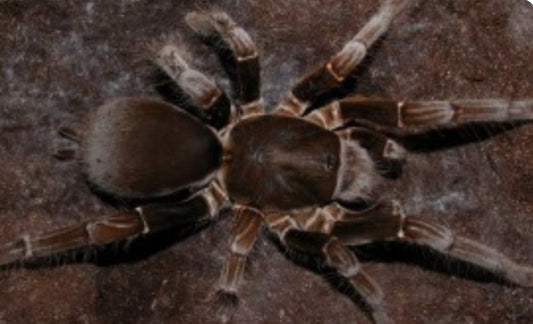 Hysterocrates gigas (Cameroon Red Baboon) .5-.75”