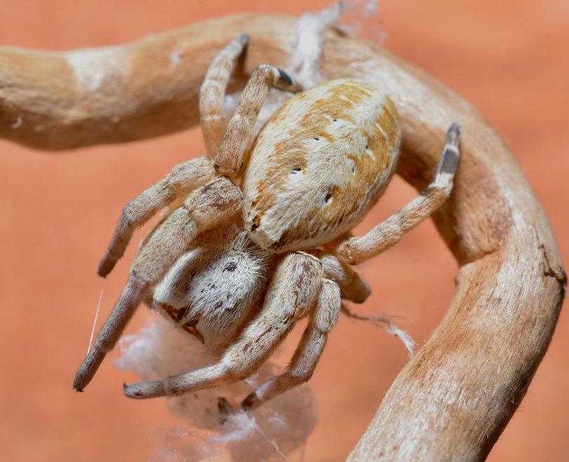 Stegodyphus dufouri (Egyptian pink velvet).25” CB local born
