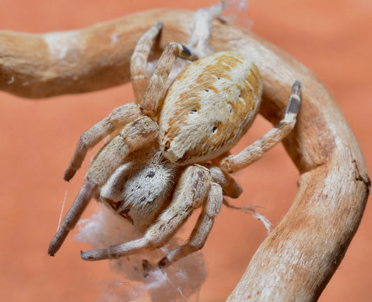 Stegodyphus dufouri (Egyptian pink velvet).25” CB local born
