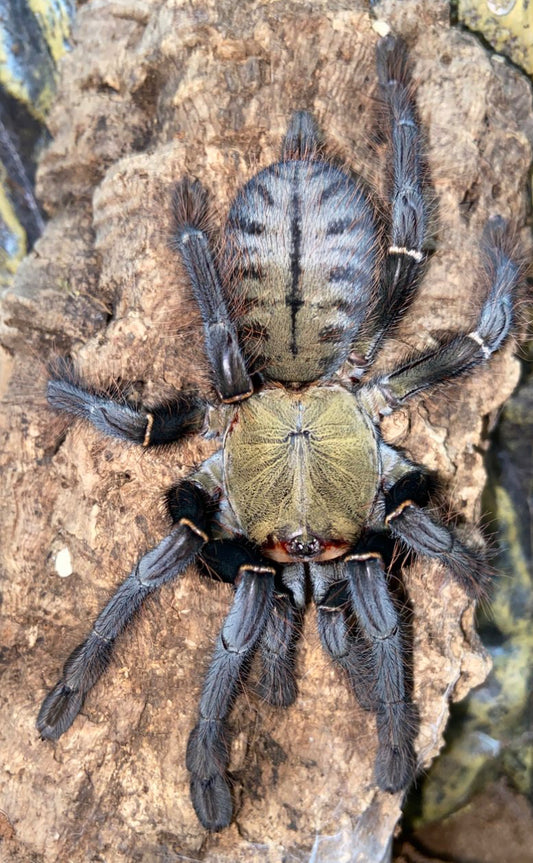 Omothymus schioedtei (Malaysian earth tiger).5-.75”