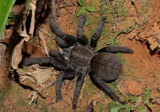 Cyriopagopus hainanus (Chinese giant earth tiger).75”