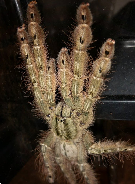 Stromatopelma Calceatum ( Feather Leg baboon).5-.75”
