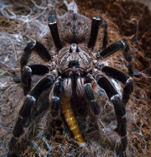 Ceratogyrus marshalli (Unicorn Horned Baboon) .5"