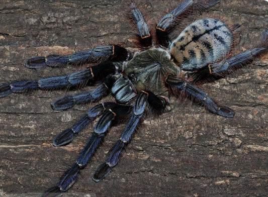 Phormingochilus sp. 'Sabah Blue' 1”