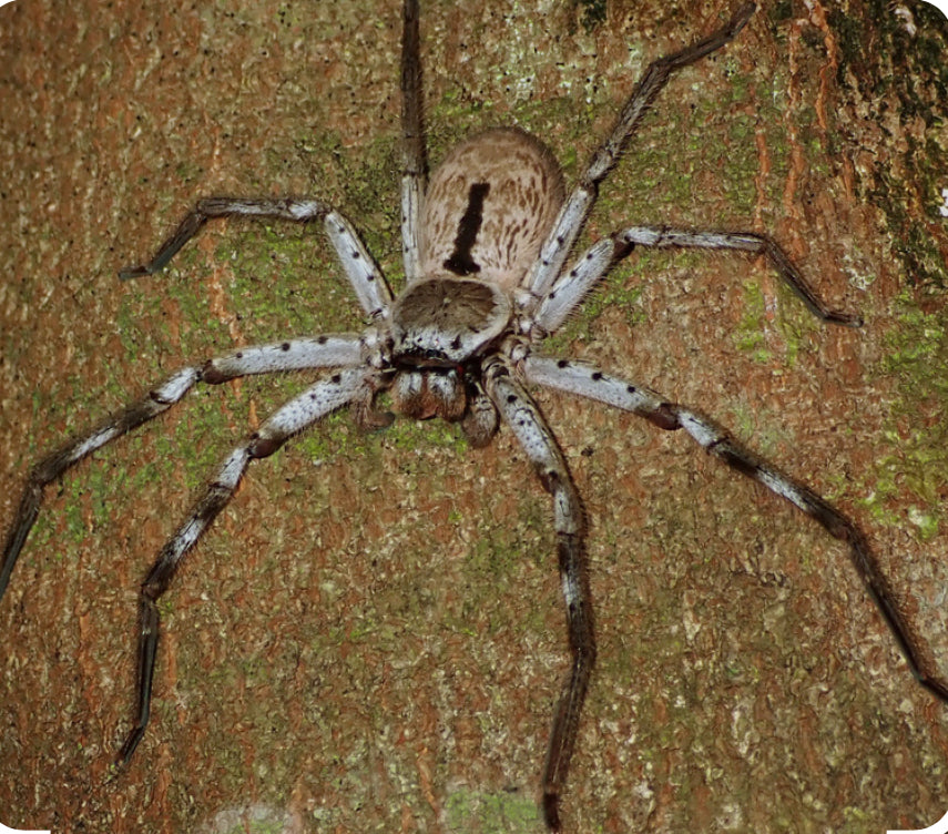 Holconia immanis(Australian giant banded huntsman).5”