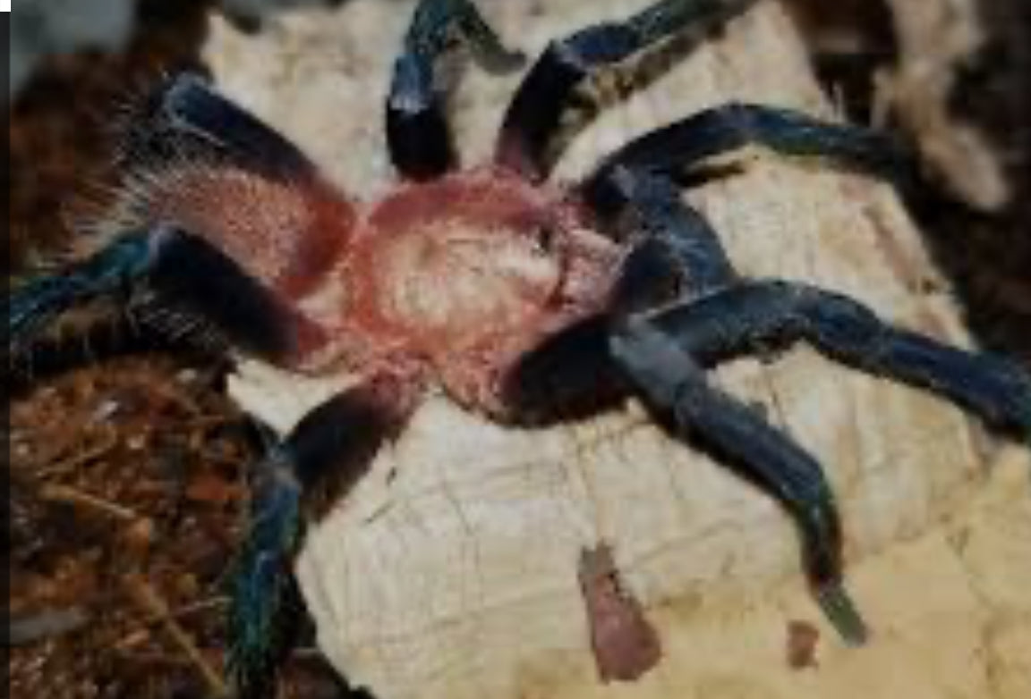 Holothele longipes (Trinidad Pink) .75”