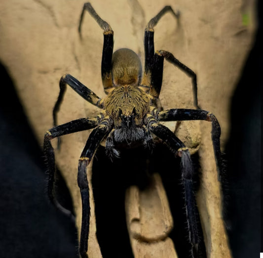 Macroctenus kingsleyi
(Blue femur wandering spider).5”