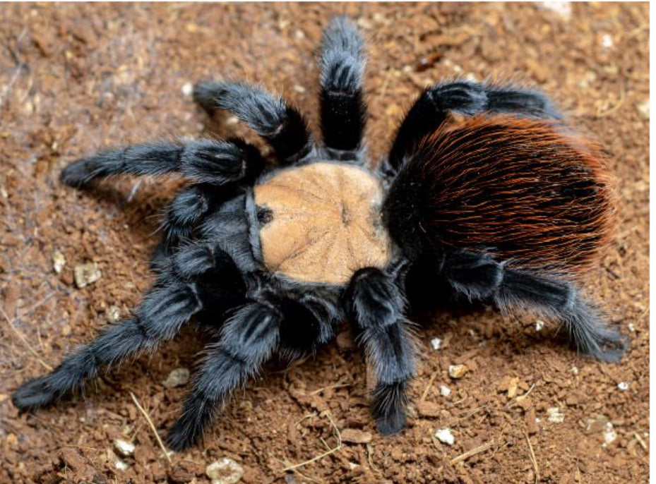 Brachypelma albiceps(Mexican golden red rump).25”
