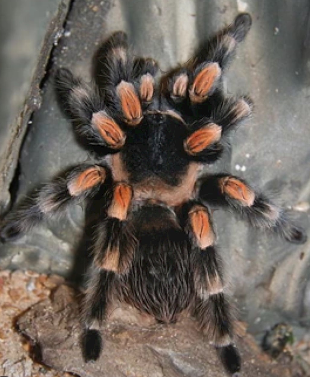Brachypelma hamorii (Mexican Red Knee).5”
