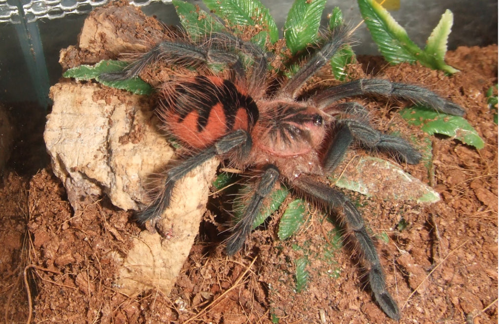 Pamphobeteus sp Machala (Purple Bloom)1”