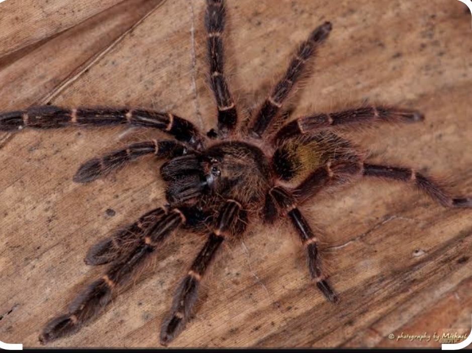 Ephebopus rufescens(Red skeleton).75”