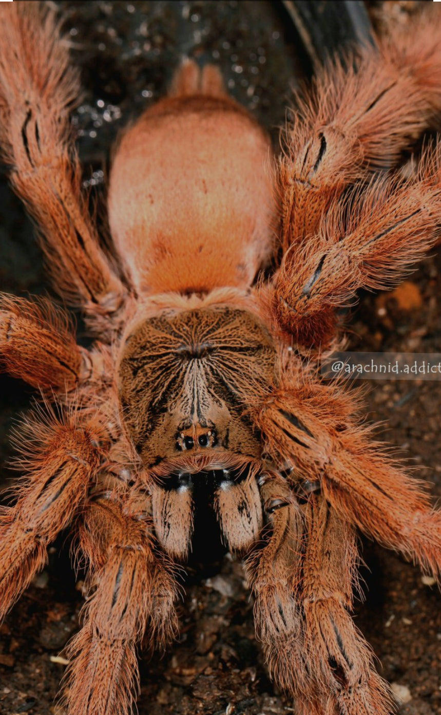 Amazonius germani (Orange Tree Spider) .5"