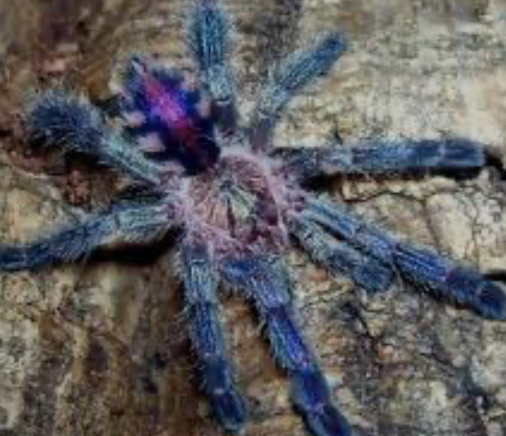 Ybyrapora diversipes (Sapphire Pink toe).75”