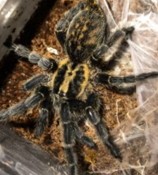 Heterothele villosella ( Tanzanian chestnut dwarf baboon).25-.5”