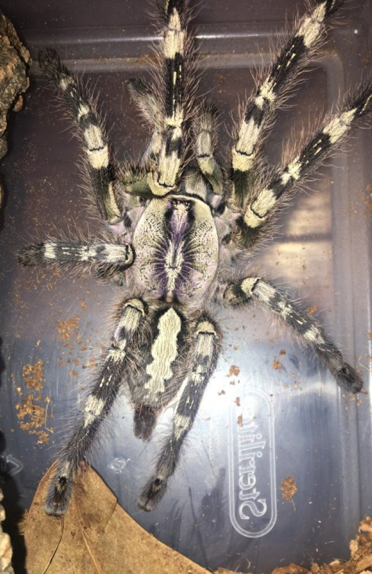 Poecilotheria vittata (Ghost Ornamental) ESA AZ sales only 1”