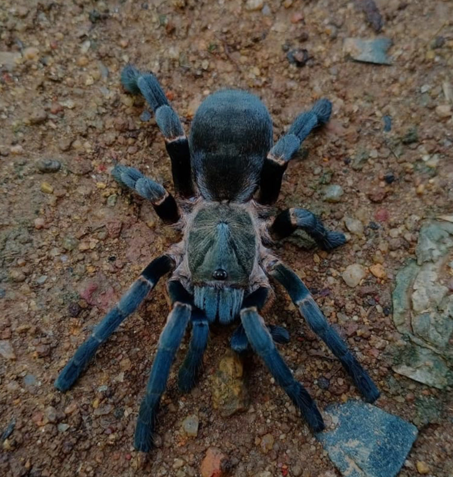 Ornithoctoninae sp. “Long Na” Long na earth tiger.75”