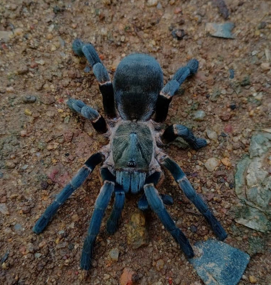 Ornithoctoninae sp. “Long Na” Long na earth tiger.75”