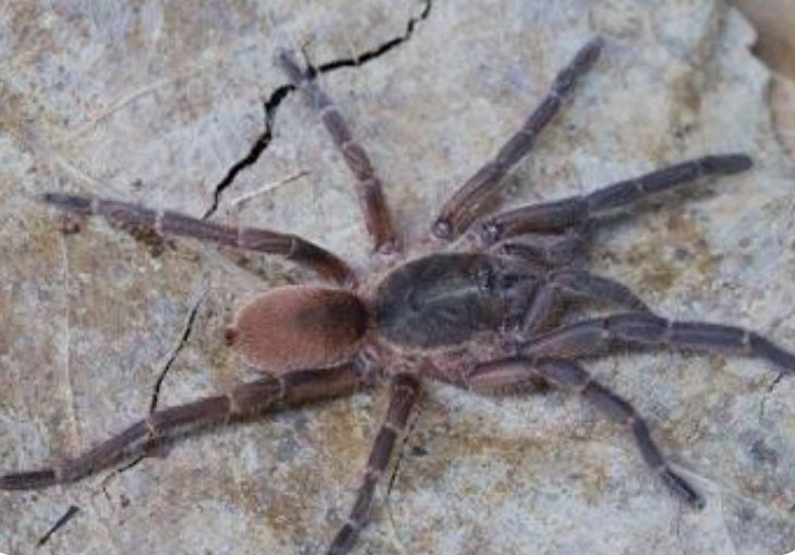 Euthycaelus colonica (golden burst tarantula) .75”