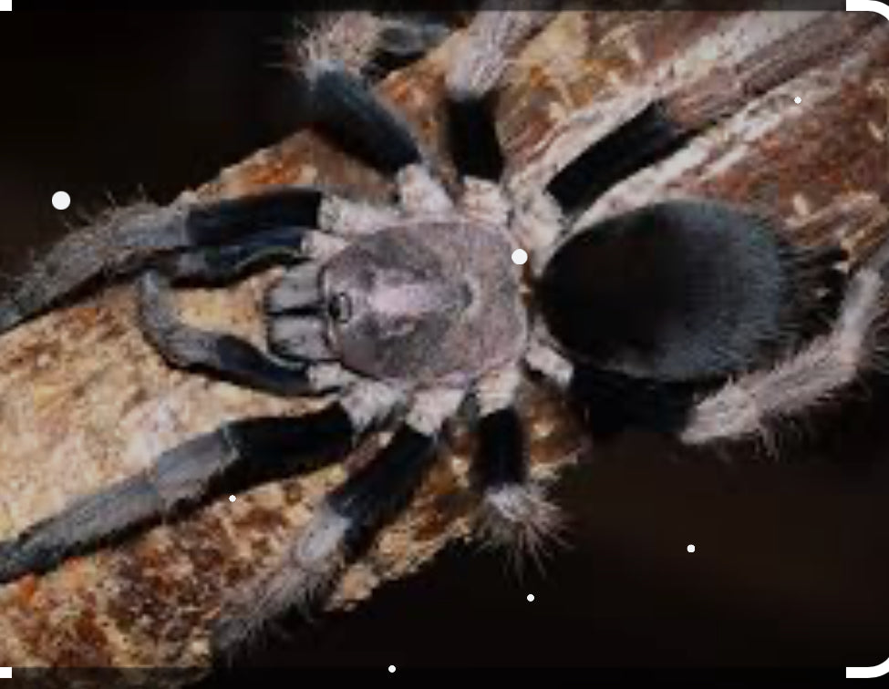 HAPLOCOSMIA SP. "BLACK FEMUR" .5”